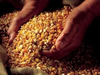 Careian prins cu 43 de tone de porumb în Bihor Careian prins cu 43 de tone de porumb în Bihor