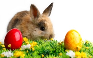 A bunny with easter eggs isolated on white background