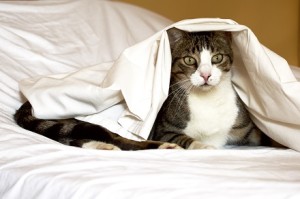 Cat under white sheet